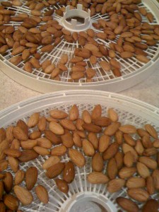 Dehydrating almonds